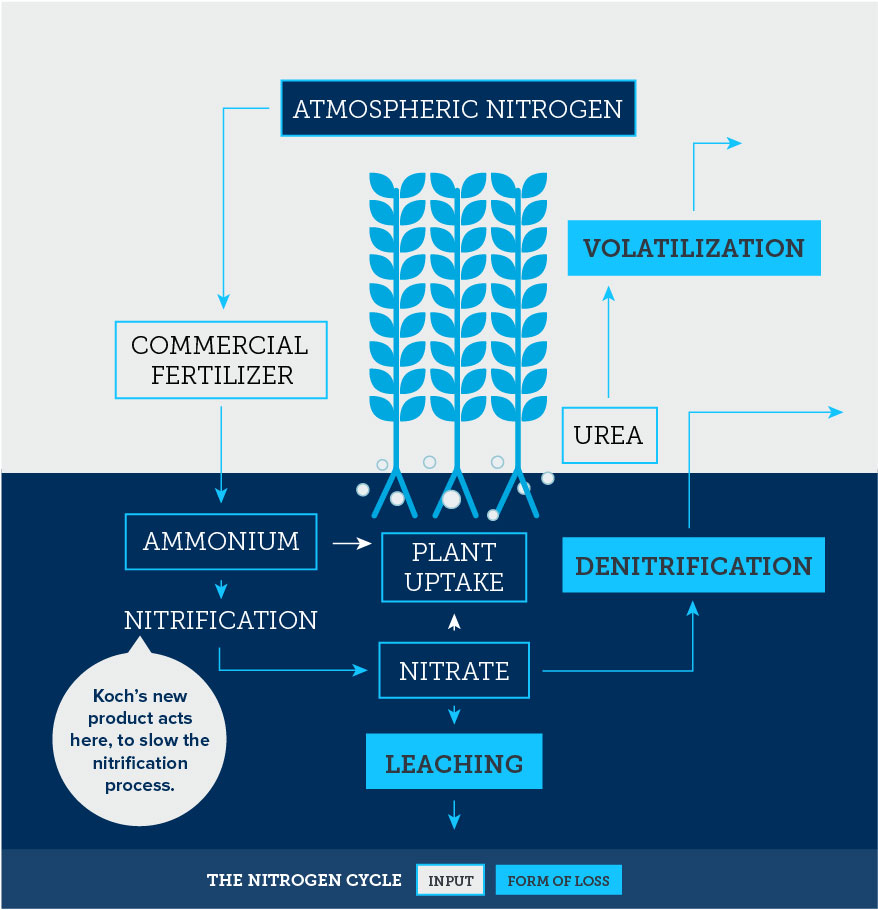 Nitrogen Cycle Infographic